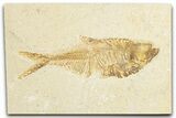 Bargain, Fossil Fish (Diplomystus) - Wyoming #348059-1